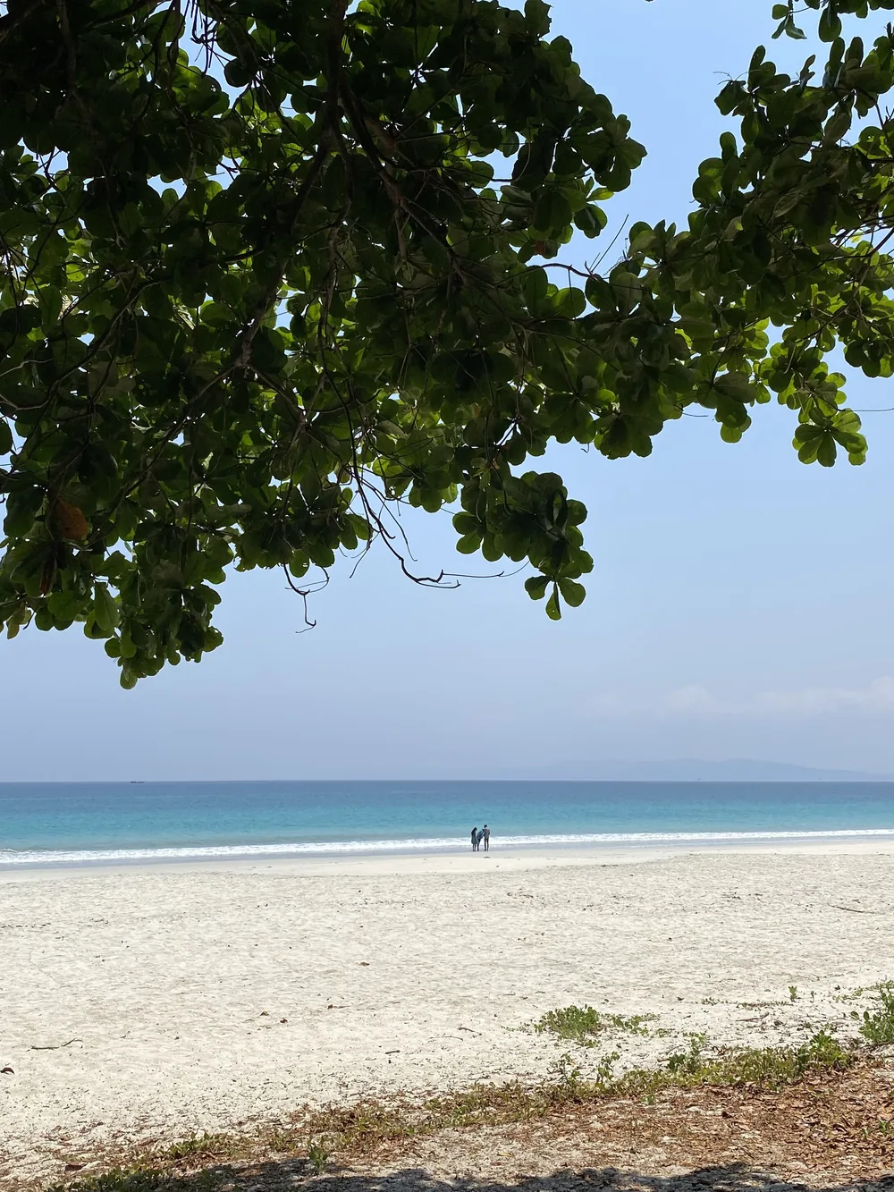 White sand and clear water under the trees at Radhanagar Beach, Havelock