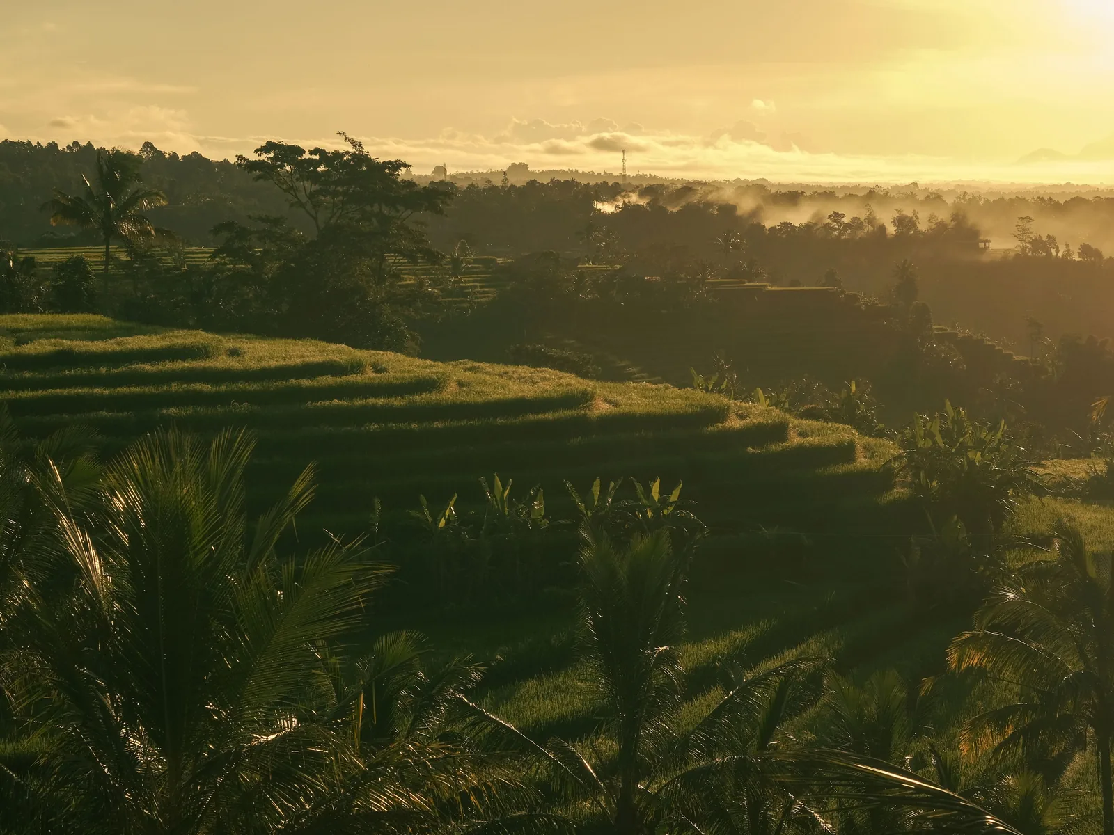 Scenic view of Bali rice terraces bathed in golden sunrise light