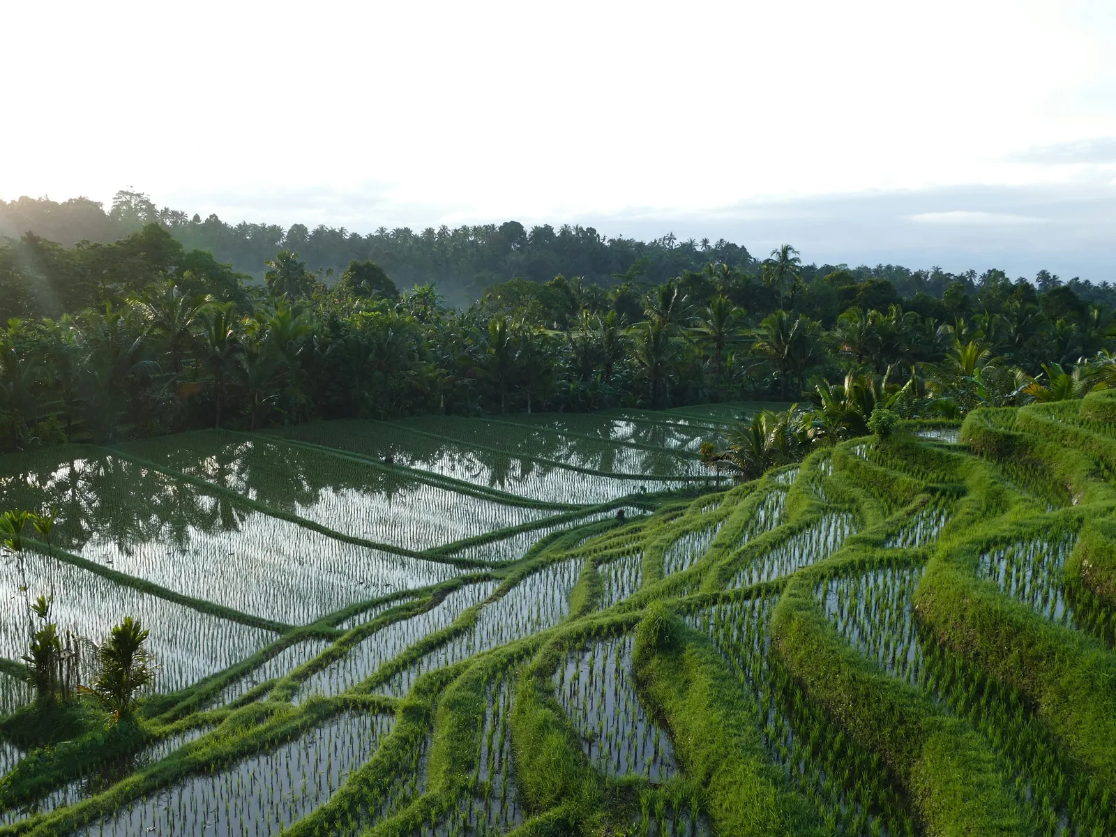 an aerial view of a rice field with trees in the background