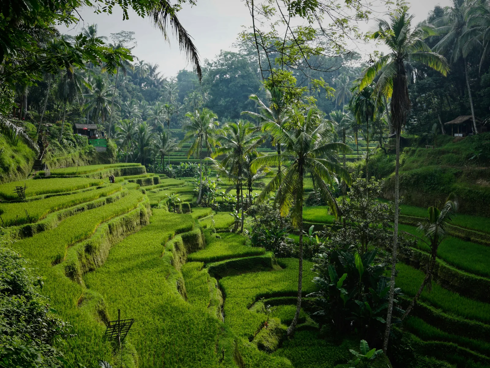 Lush green rice terraces with palm trees in Tegelalang, Bali