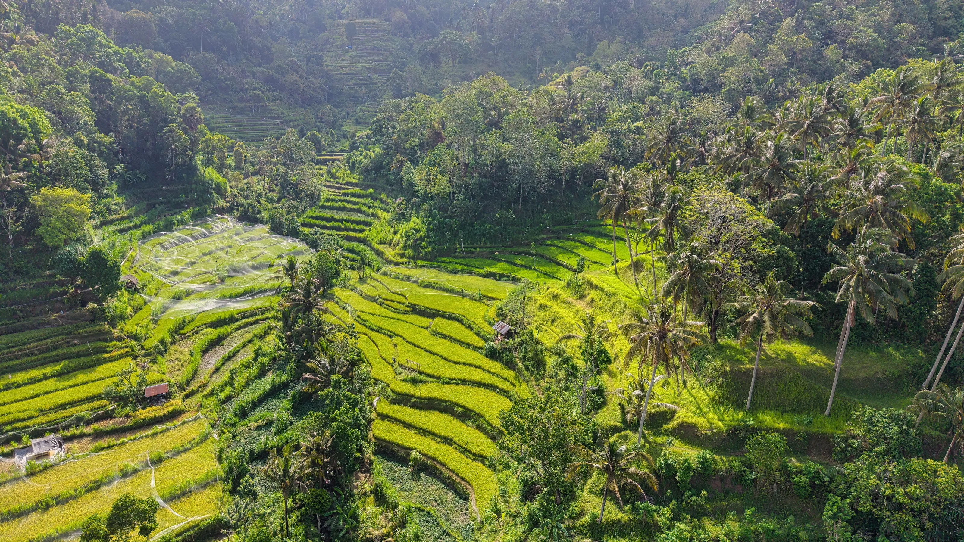 Terraced rice fields and palms in the hills of Bali