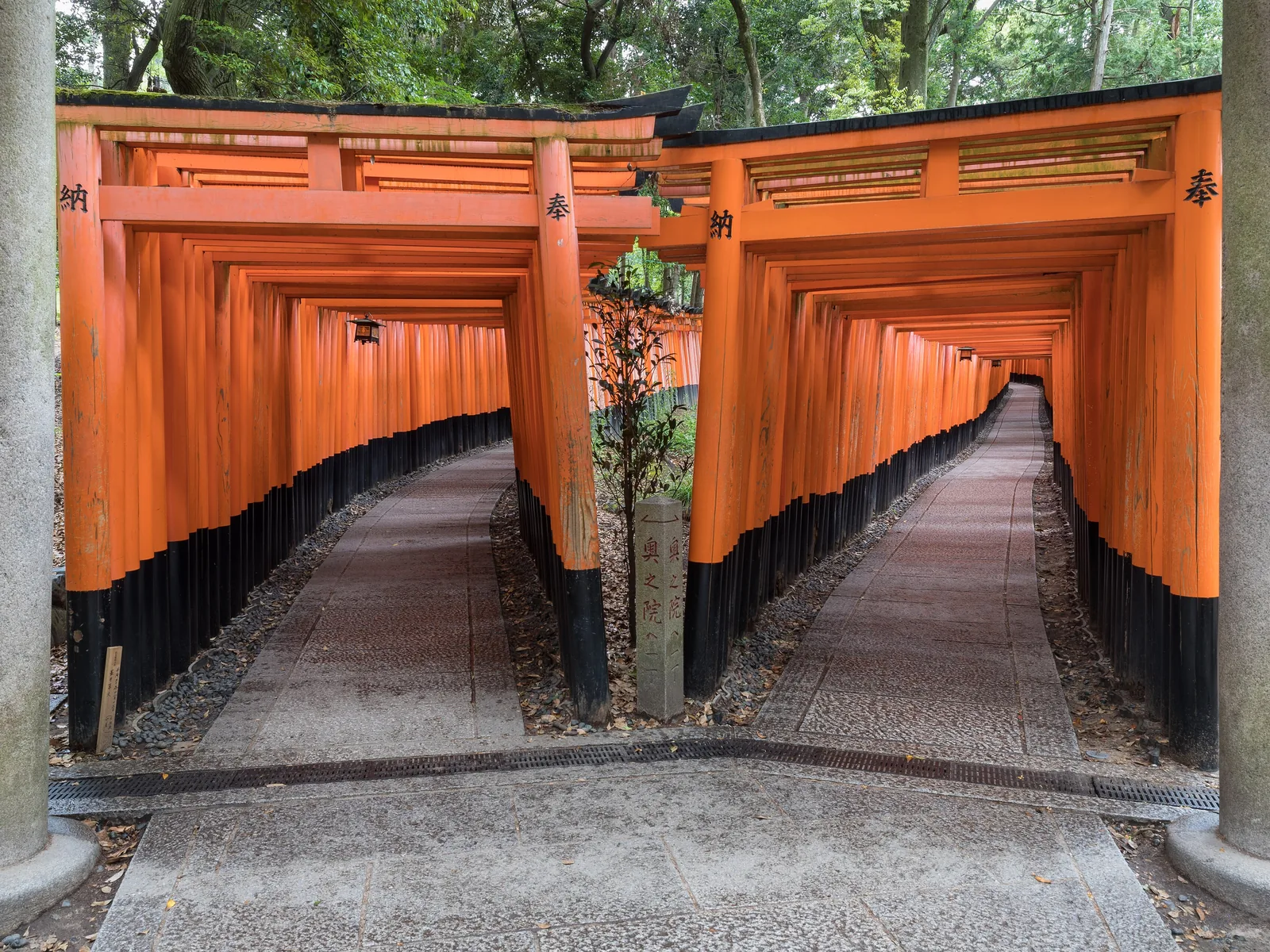 Double torii path at Fushimi Inari Taisha Shrine Senbontorii, in Kyoto, Japan. The way in is at the right, while the way out is at the left