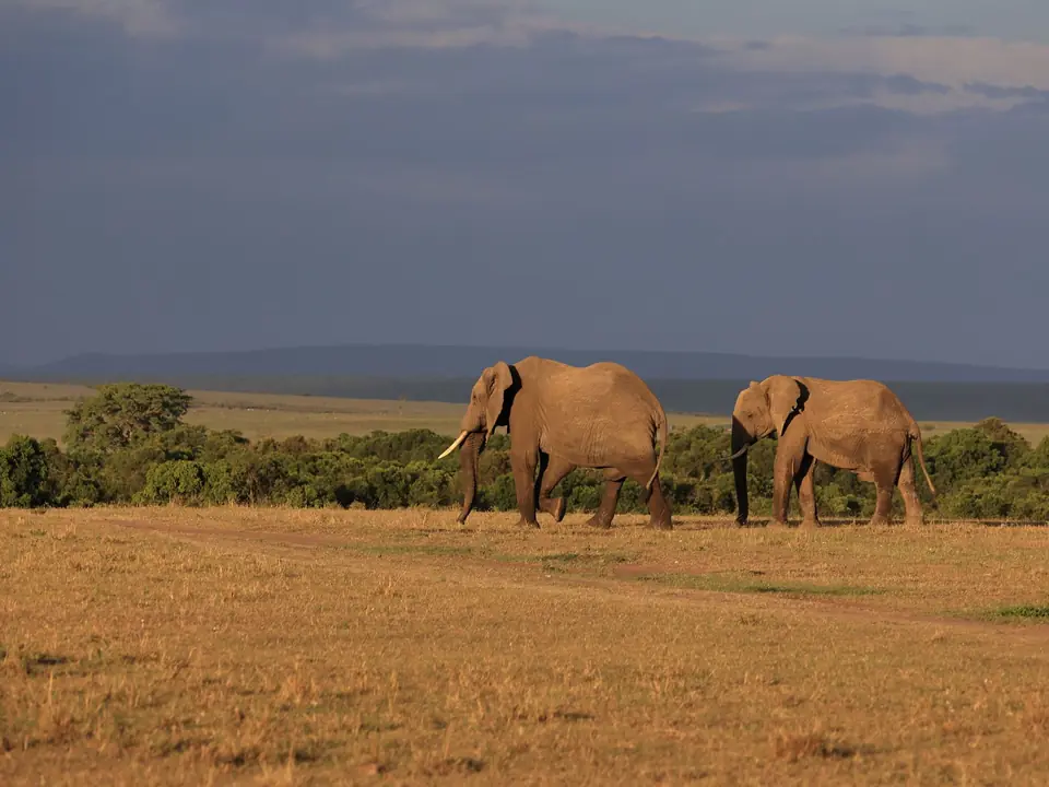 Two African elephants walking in the savannah of Narok, Kenya