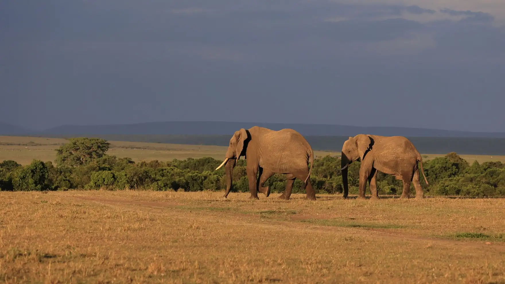 Two African elephants walking in the savannah of Narok, Kenya