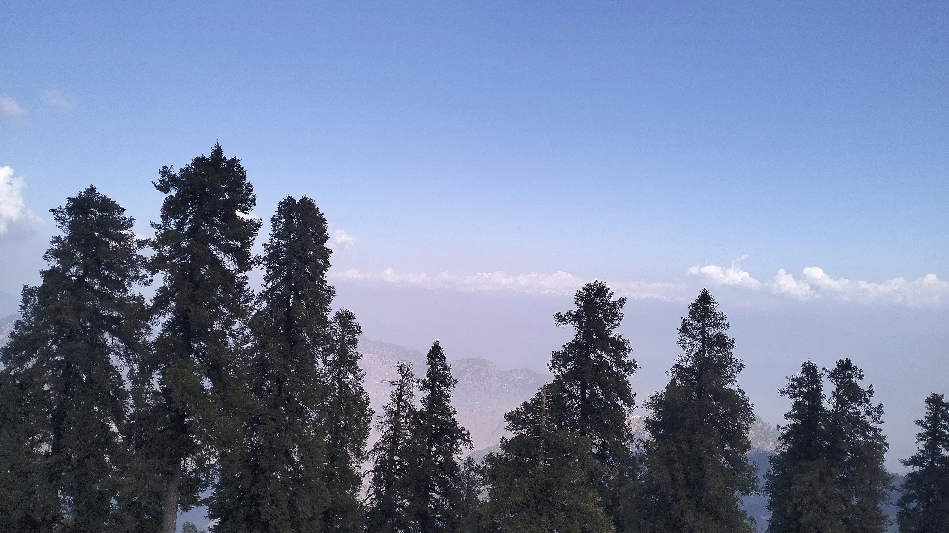 Pine trees on a ridge above the mist-covered hills of Mussoorie (no free photographs of the Lambi Dehar mines themselves were found; this and the rest of this set are Mussoorie landscapes)